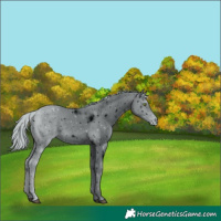 Horse Color:ERROR: UNKNOWN ANOMALY