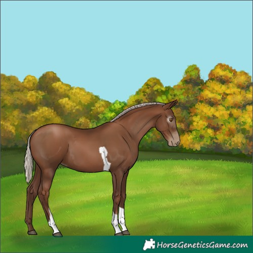 Horse Color:Gray Silver Black Pearl Tobiano 