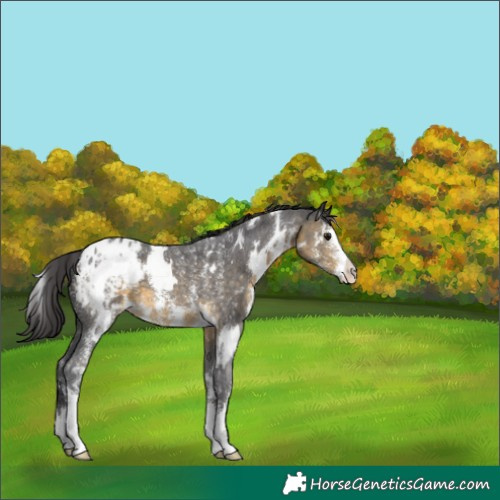 Horse Color:White Spotted Buckskin Sabino Appaloosa 