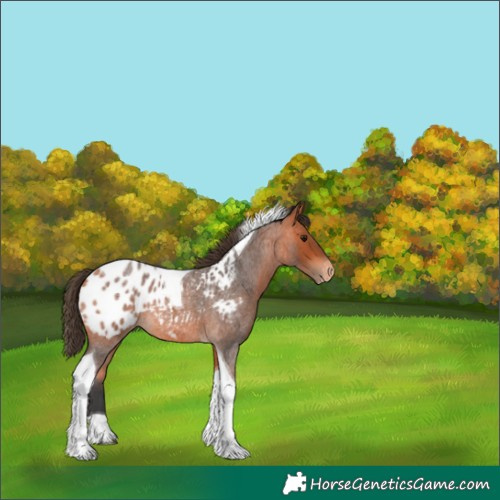 Horse Color:Bay Roan Tobiano Appaloosa 