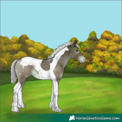Horse Color:Silver Brown Mushroom Tobiano Appaloosa