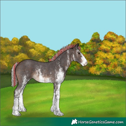 Horse Color:Painted White Spotted Silver Brown Appaloosa Rabicano