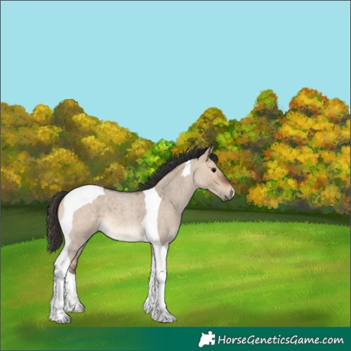 Horse Color:Bay Roan Dun Tobiano 