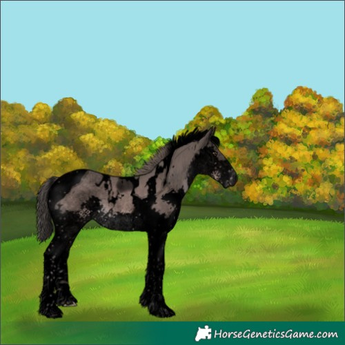 Horse Color:Void Platinum White Spotted Liver Chestnut Splash Tobiano 
