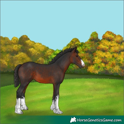 Horse Color:White Spotted Brown 