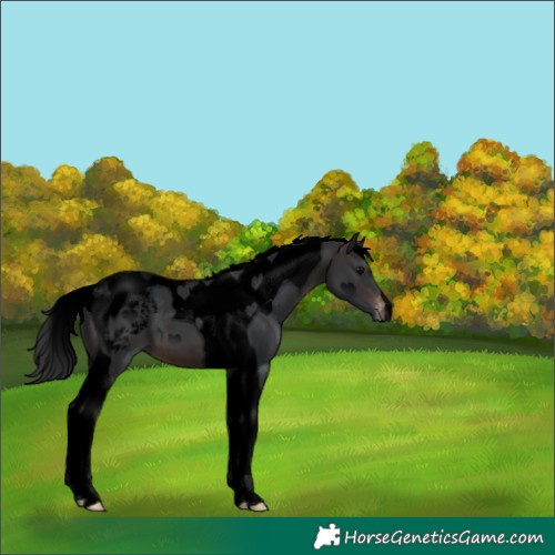 Horse Color:Void Brown Tobiano Appaloosa 