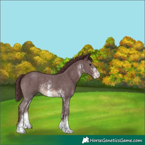 Horse Color:Chocolate Brown Mushroom Sabino Rabicano 