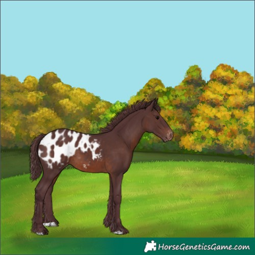 Horse Color:Chocolate Brown Appaloosa 