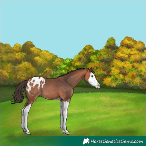 Horse Color:Bay Splash Varnish 