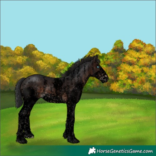Horse Color:Void Brown Sabino Splash 
