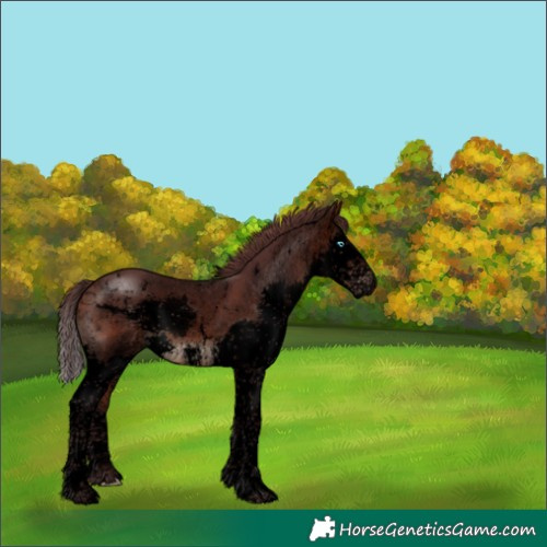 Horse Color:Void White Spotted Chocolate Brown Sabino Splash Rabicano 