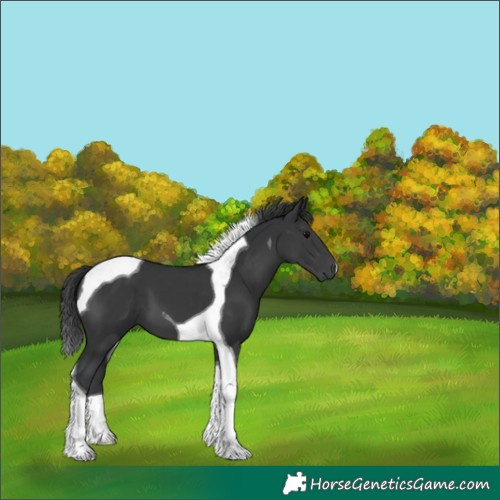 Horse Color:Black Tobiano 