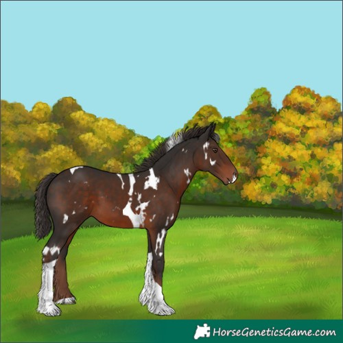 Horse Color:White Spotted Liver Chestnut Tobiano 