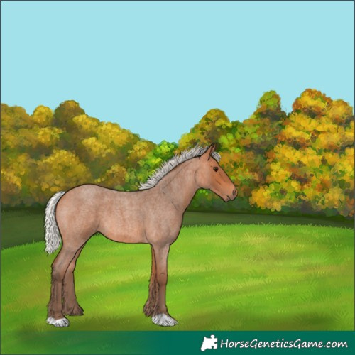 Horse Color:Silver Bay Roan 