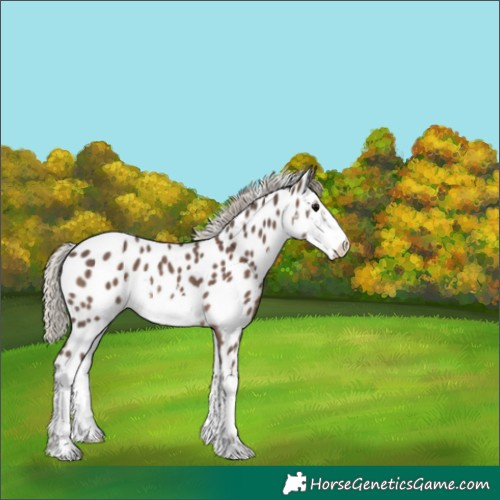 Horse Color:White Spotted Silver Black Appaloosa Rabicano