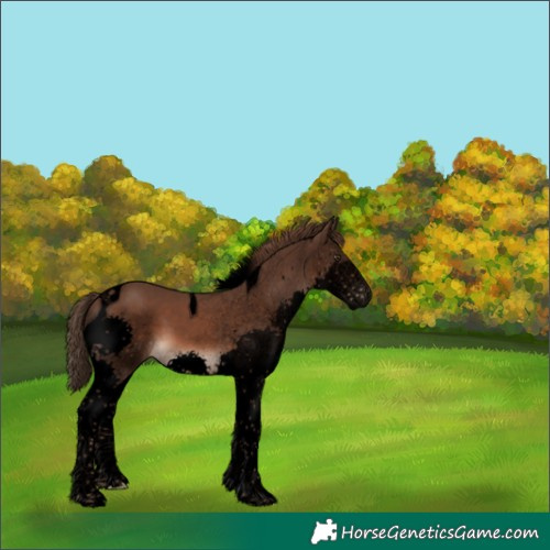 Horse Color:Void Liver Chestnut Splash Tobiano 