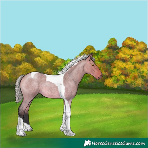 Horse Color:Silver Buckskin Roan Dun Tobiano 