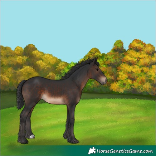 Horse Color:Brown 