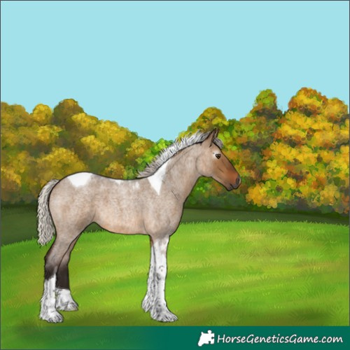 Horse Color:Gray Silver Bay Roan Dun Tobiano 