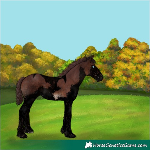 Horse Color:Void Chocolate Brown Splash Tobiano 