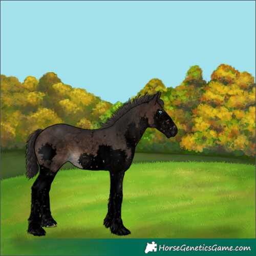 Horse Color:Void Brown Sabino Splash 