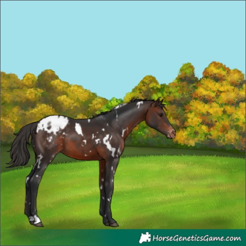 Horse Color:White Spotted Brown Varnish 