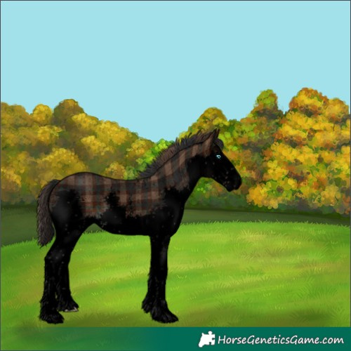 Horse Color:Void Plaid  Bay Sabino Splash 