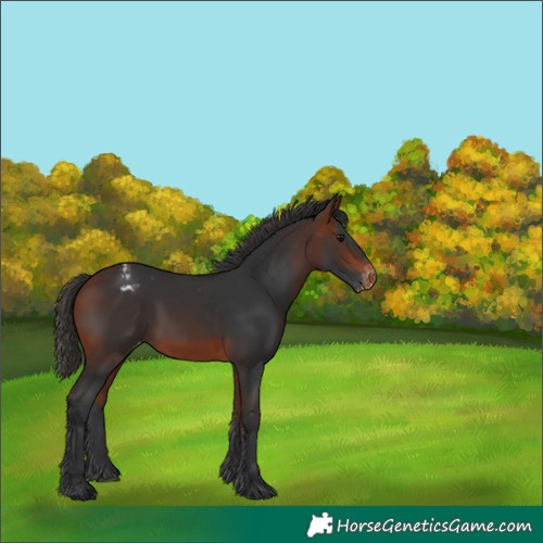 Horse Color:Bay Appaloosa 
