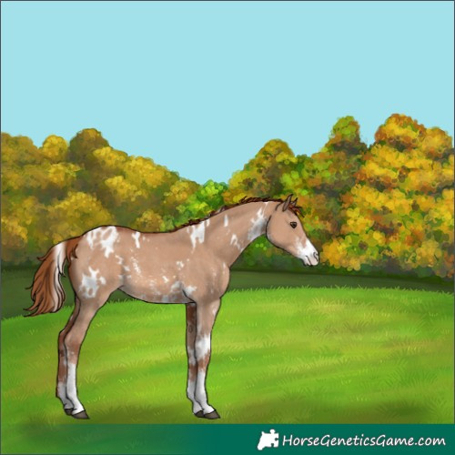 Horse Color:White Spotted Red Dun Sabino Varnish 