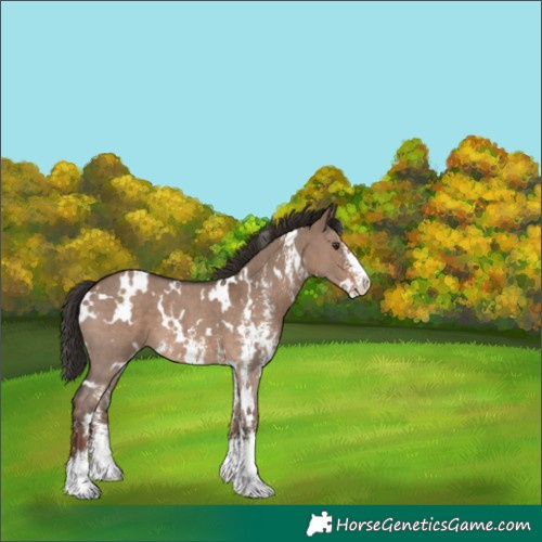 Horse Color:White Spotted Liver Red Dun Sabino 