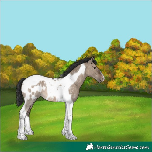 Horse Color:Brown Dun Tobiano Appaloosa 