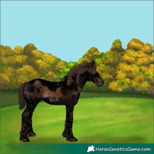 Horse Color:Void White Spotted Liver Chestnut Splash Tobiano 