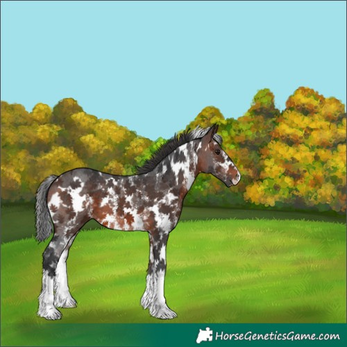 Horse Color:White Spotted Brown Sabino 