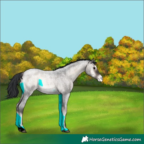 Horse Color:Brown Roan Onyx Appaloosa 