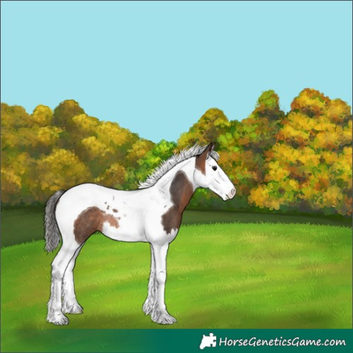 Horse Color:Brown Splash Tobiano Rabicano 