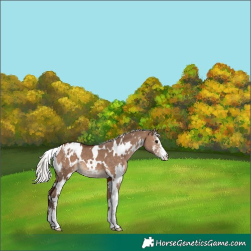 Horse Color:White Spotted Silver Bay Dun Sabino Appaloosa