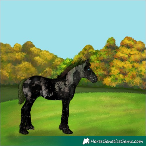 Horse Color:Void Liver Red Dun Sabino Splash Tobiano 