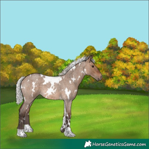 Horse Color:White Spotted Silver Brown Roan Dun