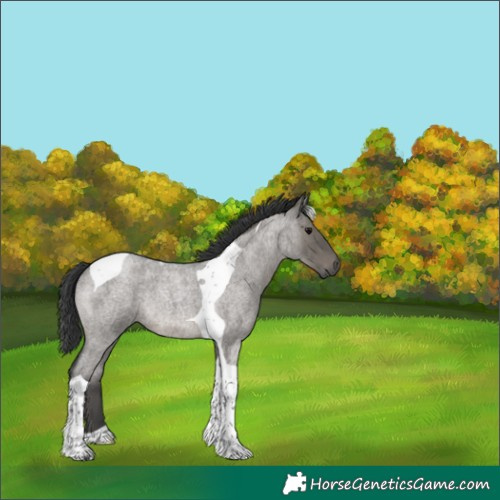Horse Color:Grullo Roan Tobiano 