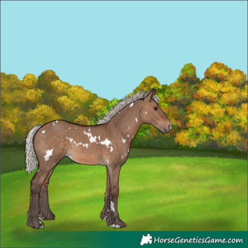 Horse Color:White Spotted Silver Brown Dun 