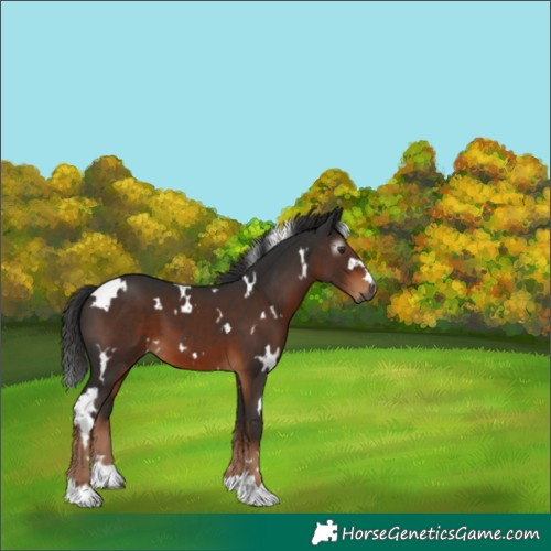 Horse Color:Gray White Spotted Liver Chestnut 