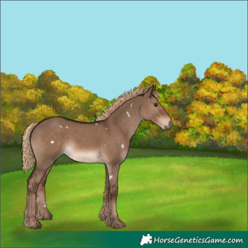 Horse Color:White Spotted Liver Red Dun Rabicano 