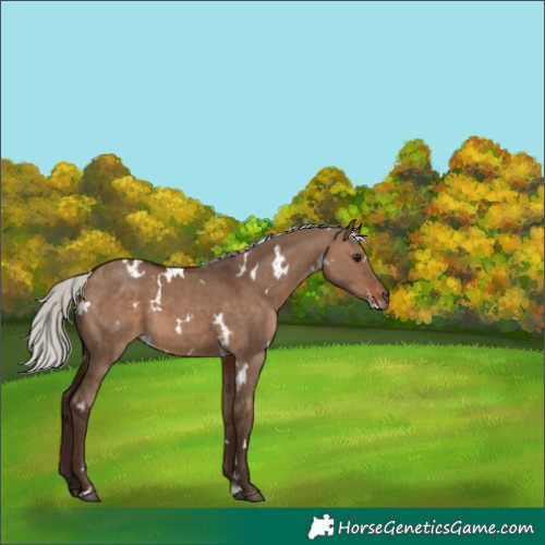 Horse Color:White Spotted Silver Brown Dun Sabino 