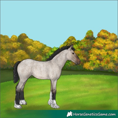 Horse Color:Brown Roan Dun Tobiano 