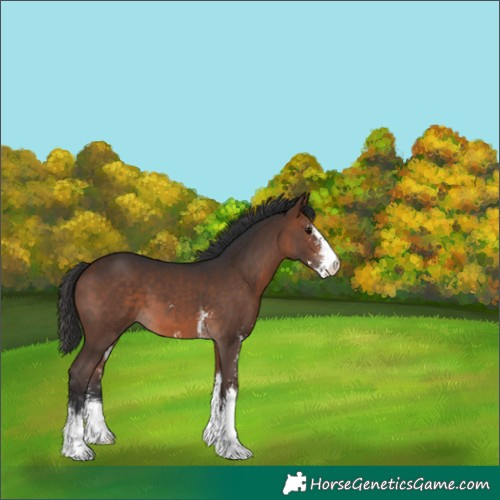 Horse Color:Brown Sabino 