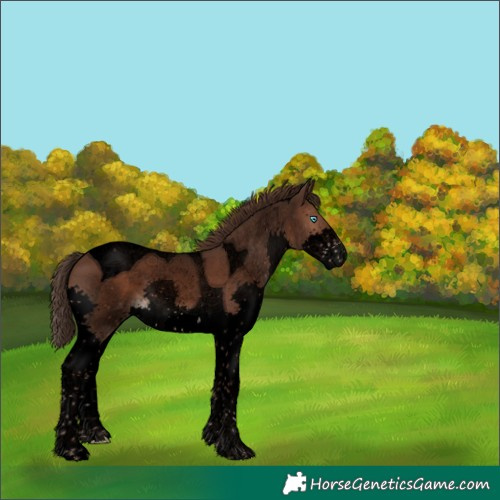 Horse Color:Void Liver Chestnut Splash Tobiano 