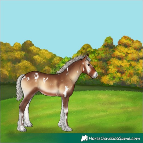 Horse Color:White Spotted Silver Bay Onyx 
