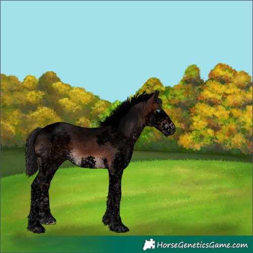 Horse Color:Void Brown Splash Tobiano Rabicano 