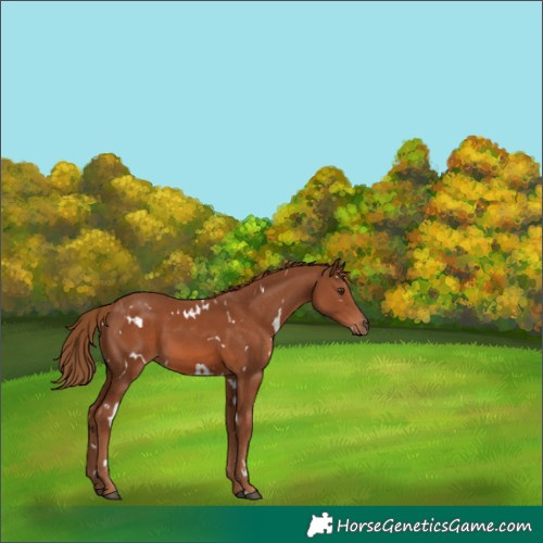 Horse Color:White Spotted Chestnut 