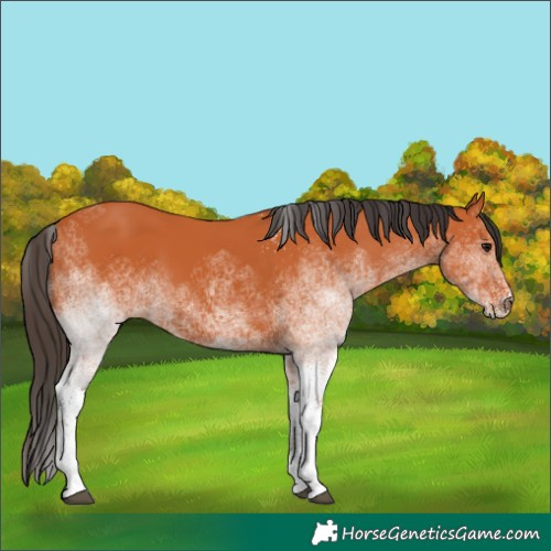 Horse Color:White Spotted Bay 